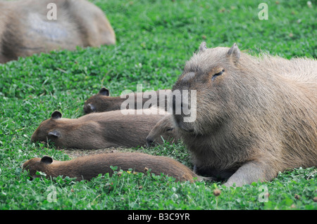 Capybara-Familie, Wasserschweine (Hydrochoerus Hydrochaeris) sind die größten lebenden Nagetiere der Welt, überall in Südamerika. Stockfoto