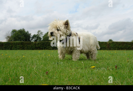 Costhorpe Worksop Nottinghamshire England GB UK 2008 Stockfoto