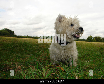 Costhorpe Worksop Nottinghamshire England GB UK 2008 Stockfoto