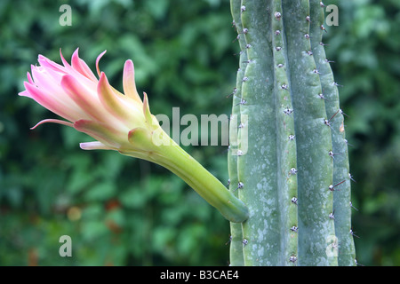 Kaktus Cereus Jamacaru Blume Stockfoto