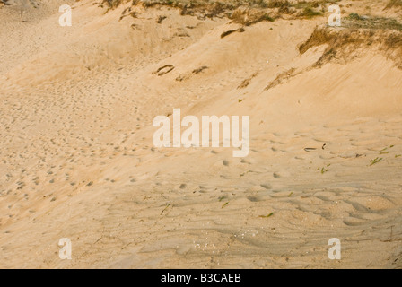 Fußspuren im Sand am Rande einer Küstenstadt Sanddüne. Stockfoto