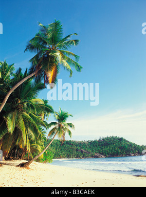 Palmen am Takamaka Beach in Mahe, Seychellen Stockfoto