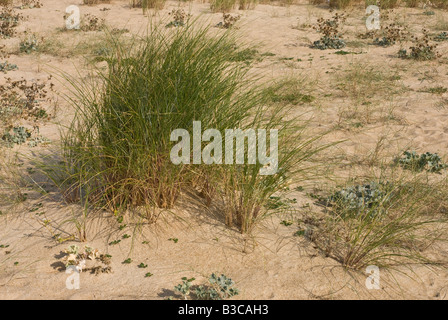 Dünengebieten Grass wachsen in einer Küstenstadt Sanddüne. Stockfoto