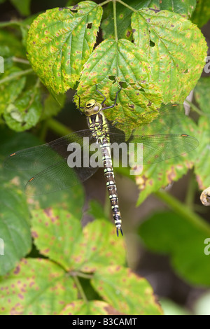 Süd (blau) Hawker Aeshna Cyanea einer Erwachsenfrau ruht auf einem Blatt Stockfoto