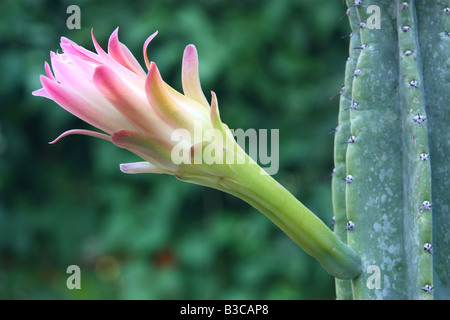 Kaktus Cereus Jamacaru Blume Stockfoto