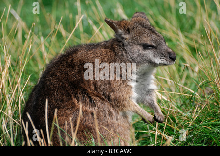Parma Wallaby als ausgestorben, bis eine kleine Gemeinde in New South Wales, Australien 1965 entdeckt wurde. Stockfoto