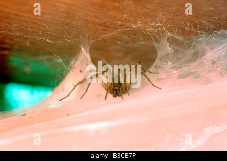 Haus Spinne, Tegenaria Gigantea, sitzt in den Trichter röhrenförmigen Rückzug der Spinngewebe dichten Blatt warten auf Beute, UK Stockfoto