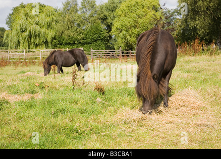 Shetland-Ponys Weiden in einem Feld Stockfoto