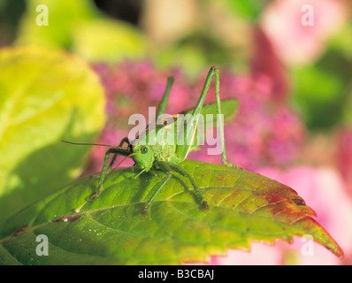 Nahaufnahme einer Heuschrecke auf Blatt Stockfoto