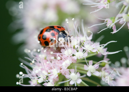 Harlekin Marienkäfer Harmonia Axyridis Erwachsenen auf dem wilden Andelica Angelica Sylvestris Blume Kopf Stockfoto