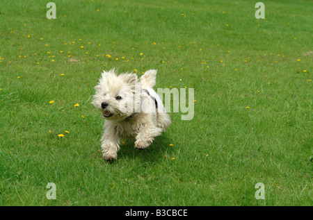 Costhorpe Worksop Nottinghamshire England GB UK 2008 Stockfoto