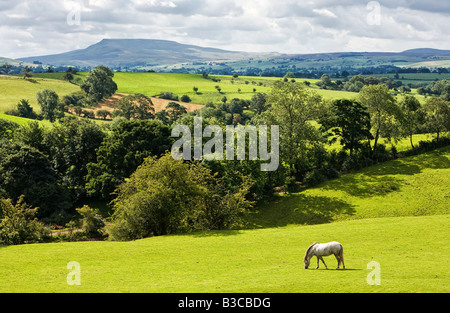 Teesdale Landschaft mit Blick auf Stift y Gent, North Yorkshire, England, UK Stockfoto