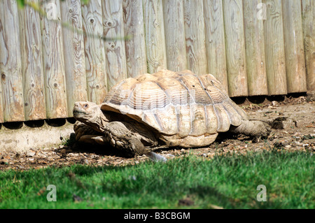 Die afrikanischen (oder Riese) angespornt Schildkröte lebt in den südlichen Rand der Sahara in Nordafrika. Stockfoto