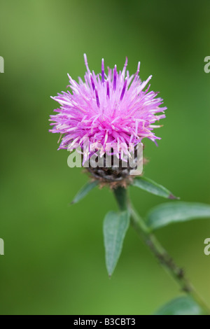 Gemeinsame (schwarz) Flockenblume Centaurea Nigra Nahaufnahme Blume Stockfoto