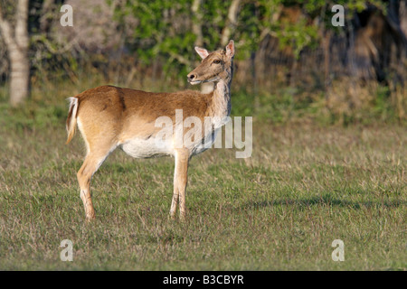 Damhirsch Dama Dama McAllen Texas USA 22 März Erwachsene weibliche braune Form Hirschartigen Stockfoto