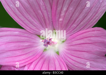 Moschusmalve Malva Moschata Nahaufnahme der Blütenblätter & Blume Zentrum Stockfoto