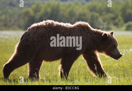 Männliche, Erwachsene Grizzly Bear (aka. Brown Bear) (Ursus Arctos Horribilis), in Hallo Bay, Katmai Nationalpark, Alaska. Stockfoto