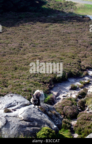 Hausziege, unter der rauen Heide Heide Simonside, Northumberland National Park, UK Stockfoto