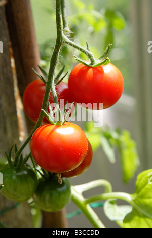 Sweet Cherry-Tomaten wachsen an den Rebstöcken in einem Gewächshaus im Vereinigten Königreich Stockfoto