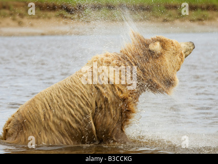 Weibliche Grizzlybär (aka Braunbär) watet in einen Stream um abzukühlen, dann schüttelt das Wasser; in Hallo Bay, Katmai NP, Alaska Stockfoto