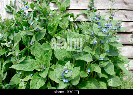 Grün Alkanet, Pentaglottis Sempervirens, UK Stockfoto