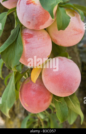 Reife Pflaumen hängen an Zweig. Stockfoto