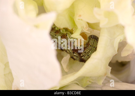 Bollworm Larve gefunden in einem Salat von ein britische Supermarktkette gekauft. Stockfoto