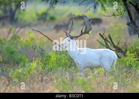 Damhirsch Dama Dama McAllen Texas USA 24 März Erwachsene männliche weiße Form Hirschartigen Stockfoto