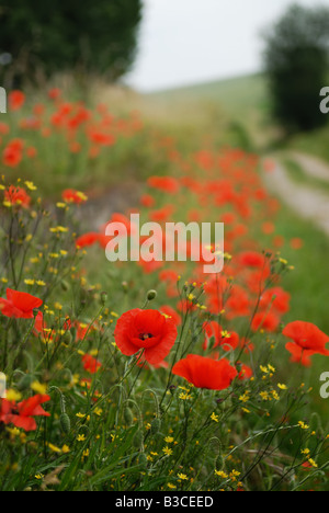 Mohnblumen auf einer kurvenreichen Straße des Landes im ländlichen Frankreich Stockfoto
