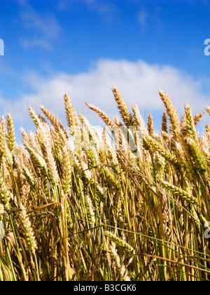 Weizen in der Nähe gegen einen blauen Himmel im Sommer Stockfoto