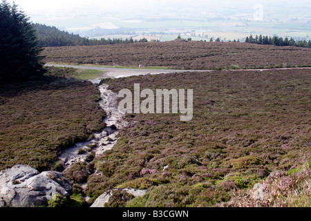 Heather Moor auf dem Simonside Trail, Northumberland, UK Stockfoto