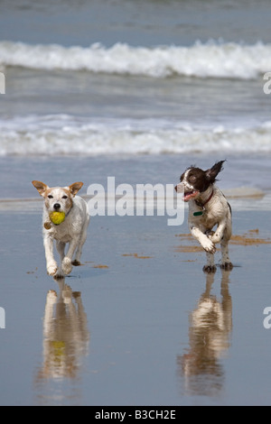 English Springer Spaniel und Jack Russell Terrier laufen am Cromer Beach an der Nord-Norfolk-Küste Stockfoto