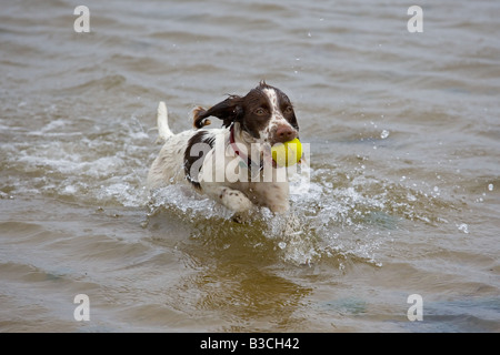 English Springer Spaniel im Meer laufen Stockfoto