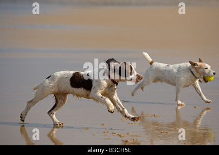 English Springer Spaniel und Jack Russell Terrier laufen am Cromer Beach an der Nord-Norfolk-Küste Stockfoto