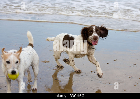 English Springer Spaniel und Jack Russell Terrier laufen am Cromer Beach an der Nord-Norfolk-Küste Stockfoto