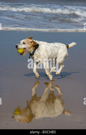 Jack Russell Terrier läuft am Cromer Beach an der North Norfolk Küste Stockfoto