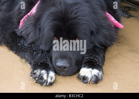 Neufundland Hund ausgebildet für Seerettung Stockfoto