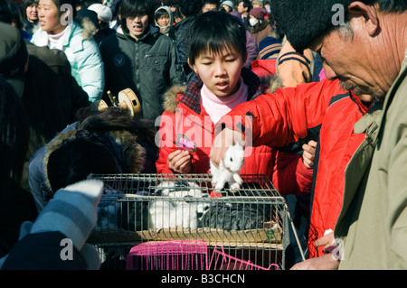 China, Peking. Chinesische Neujahr Frühlingsfest - Häschen verkauft werden als Haustiere in der Changdian Street fair. Stockfoto