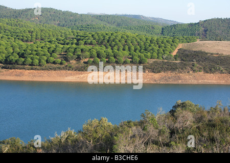 landschaftlich in den Stausee Barragem de da Bravour mit Pinetree Holz Algarve Portugal Stockfoto