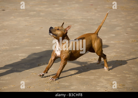 Staffordshire Bull Terrrier laufen am Strand Stockfoto