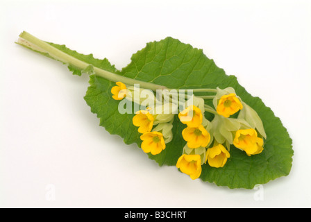 Blüten von der Medicinal plant Schlüsselblume Primula Odorosa Primula veris Stockfoto