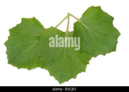 Blatt der Heilpflanze Huflattich Tussilago farfara Stockfoto