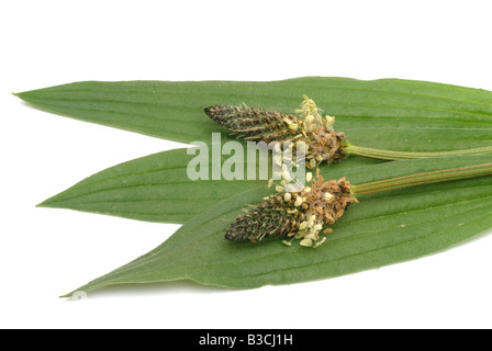 Heilpflanze lange Endivie Spitzwegerich Spitzwegerich Spitzwegerich Englisch Wegerich Plantago lanceolata Stockfoto