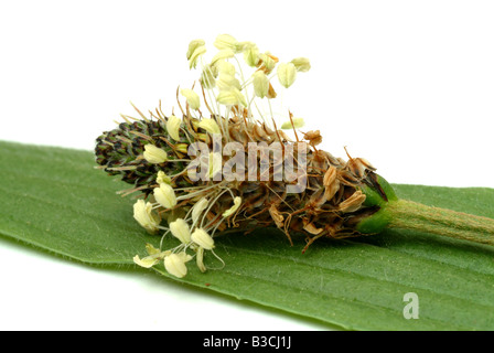 Heilpflanze lange Endivie Spitzwegerich Spitzwegerich Spitzwegerich Englisch Wegerich Plantago lanceolata Stockfoto