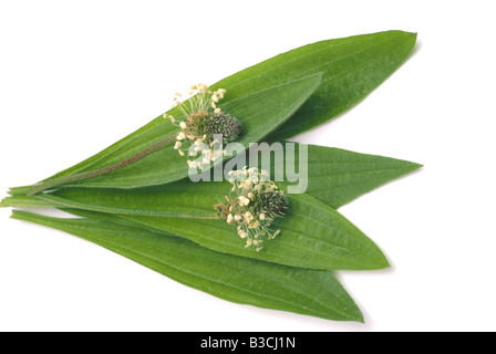 Heilpflanze lange Endivie Spitzwegerich Spitzwegerich Spitzwegerich Englisch Wegerich Plantago lanceolata Stockfoto