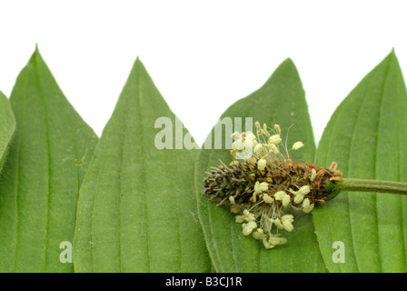 Heilpflanze lange Endivie Spitzwegerich Spitzwegerich Spitzwegerich Englisch Wegerich Plantago lanceolata Stockfoto