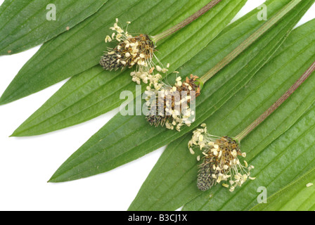 Heilpflanze lange Endivie Spitzwegerich Spitzwegerich Spitzwegerich Englisch Wegerich Plantago lanceolata Stockfoto