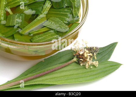 Heilpflanze lange Endivie Spitzwegerich Spitzwegerich Spitzwegerich Englisch Wegerich Plantago lanceolata Stockfoto