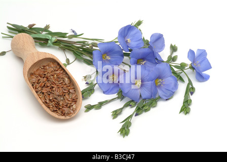 Heilpflanze Lein Flachs Linum usitatissimum Heilpflanze gemeinsame Flachs Leinsamen Linum usitatissimum Stockfoto