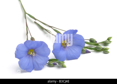 Heilpflanze Lein Flachs Linum usitatissimum Heilpflanze gemeinsame Flachs Leinsamen Linum usitatissimum Stockfoto